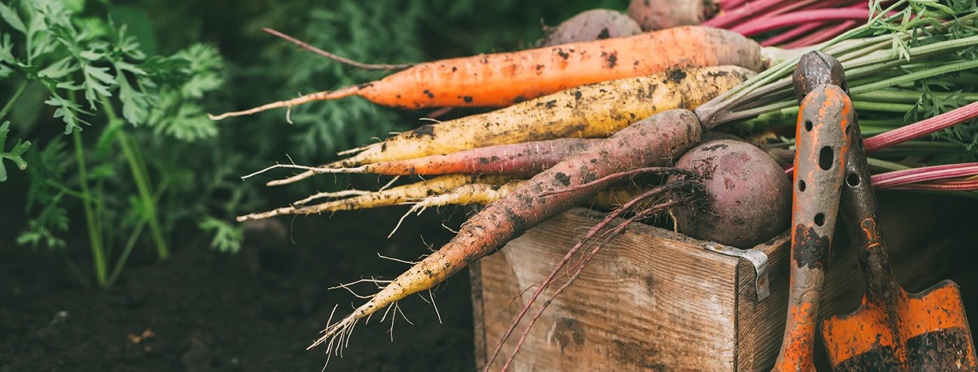 Healthy vegetables from garden