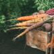 Healthy vegetables from garden