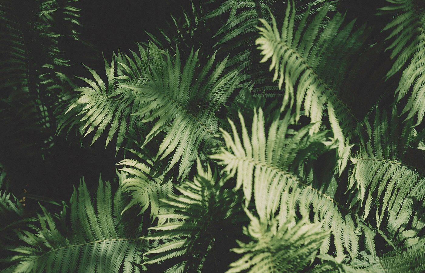 Ferns
